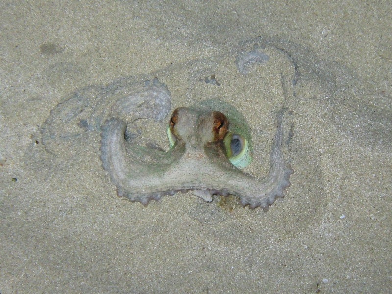 Octopus vulgaris si insabbia?